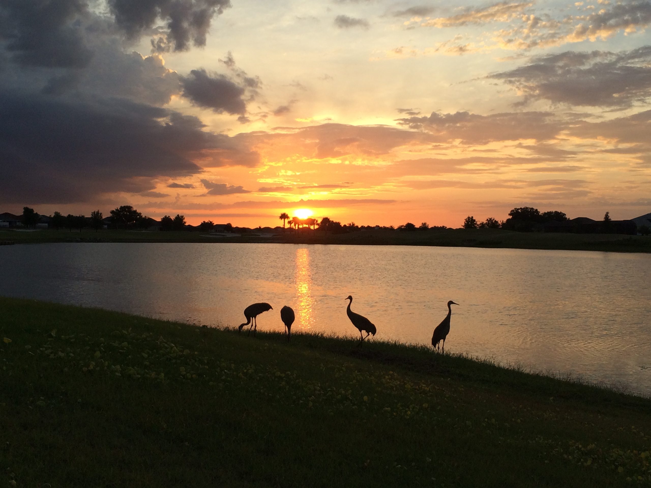 cranes-sunset